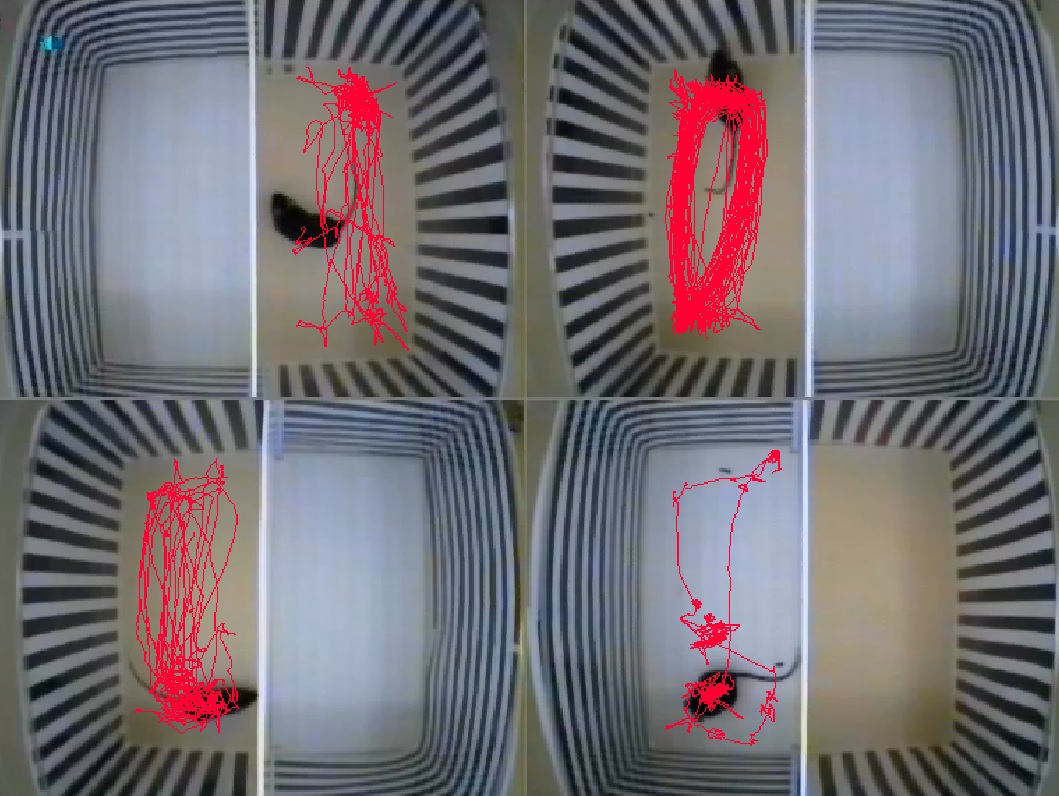 Locomotor activity-cocaine vs saline-mice